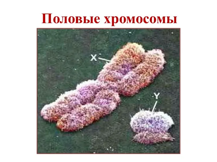 Половые хромосомы