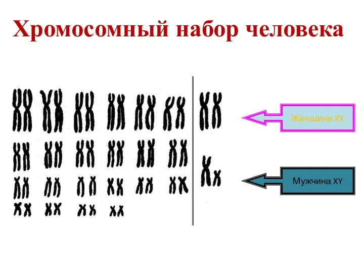 Хромосомный набор человека Женщина XX Мужчина XY