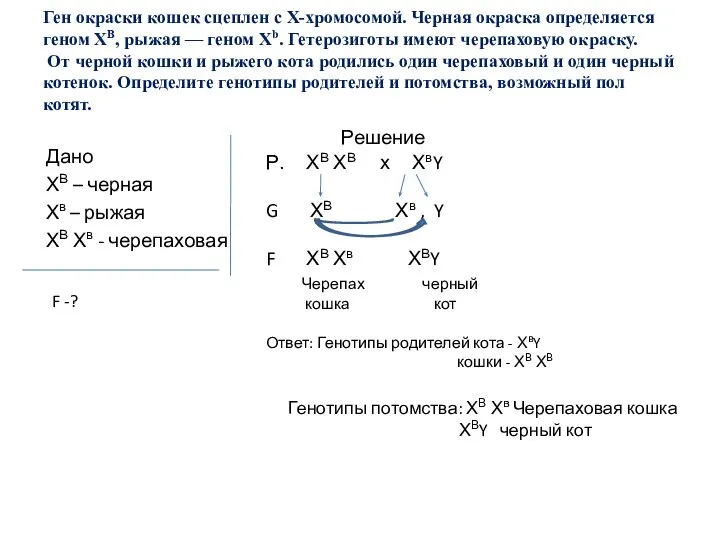 Ген окраски кошек сцеплен с Х-хромосомой. Черная окраска определяется геном ХВ,