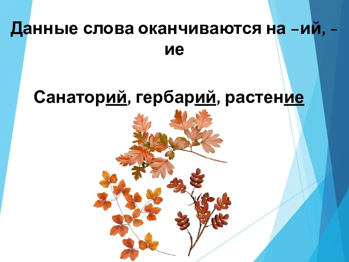 Данные слова оканчиваются на –ий, -ие Санаторий, гербарий, растение