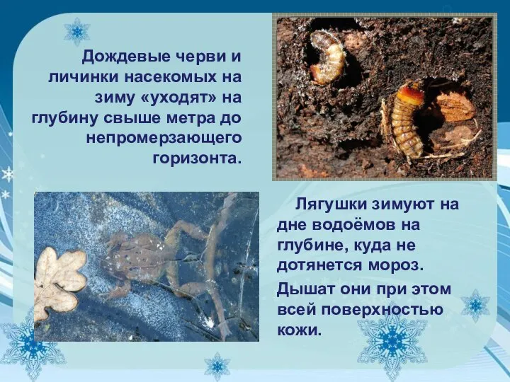 Дождевые черви и личинки насекомых на зиму «уходят» на глубину свыше