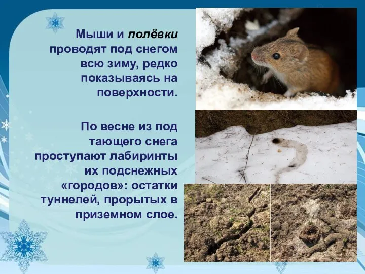 Мыши и полёвки проводят под снегом всю зиму, редко показываясь на