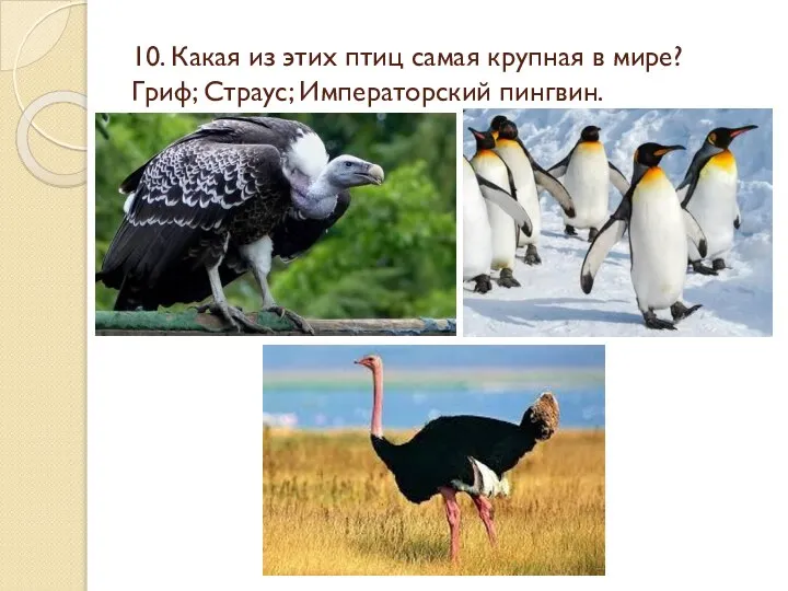 10. Какая из этих птиц самая крупная в мире? Гриф; Страус; Императорский пингвин.