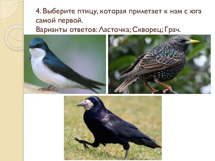4. Выберите птицу, которая прилетает к нам с юга самой первой. Варианты ответов: Ласточка; Скворец; Грач.