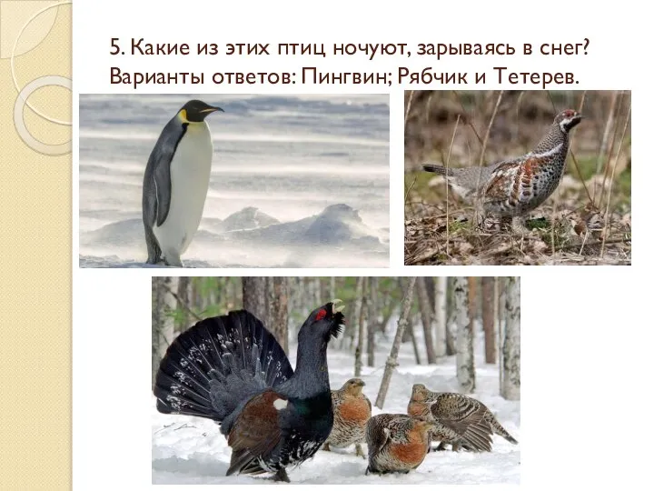 5. Какие из этих птиц ночуют, зарываясь в снег? Варианты ответов: Пингвин; Рябчик и Тетерев.