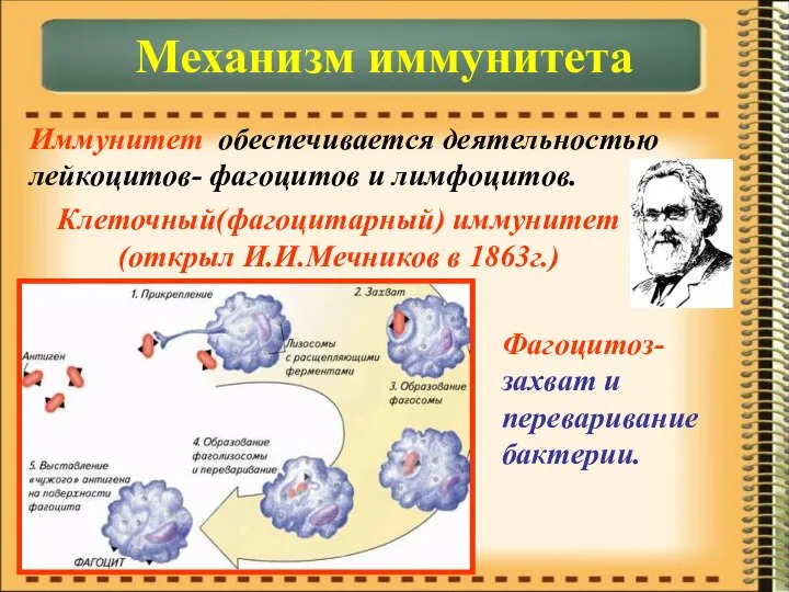 Иммунитет обеспечивается деятельностью лейкоцитов- фагоцитов и лимфоцитов. Механизм иммунитета Клеточный(фагоцитарный) иммунитет