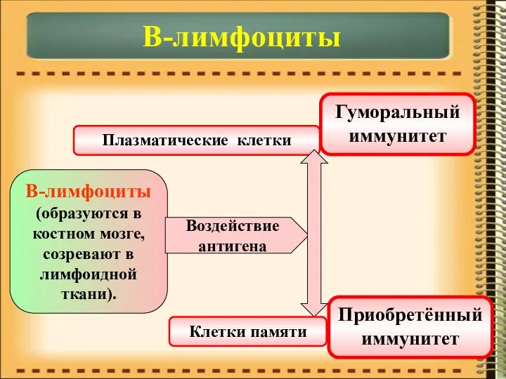 В-лимфоциты В-лимфоциты (образуются в костном мозге, созревают в лимфоидной ткани). Воздействие