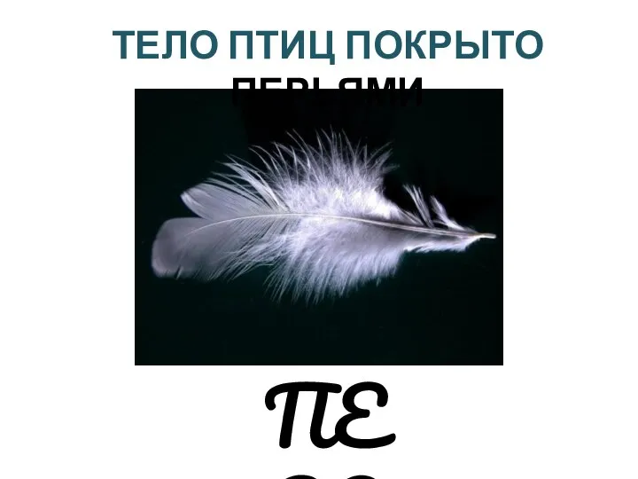 ПЕРО ТЕЛО ПТИЦ ПОКРЫТО ПЕРЬЯМИ