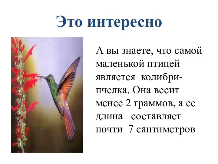 Это интересно А вы знаете, что самой маленькой птицей является колибри-пчелка.