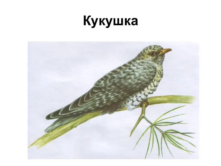 Кукушка