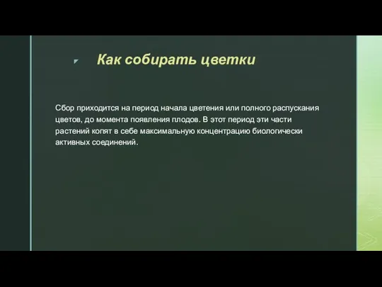 Как собирать цветки Сбор приходится на период начала цветения или полного