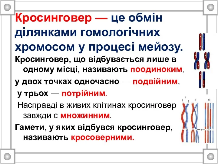 Кросинговер — це обмін ділянками гомологічних хромосом у процесі мейозу. Кросинговер,