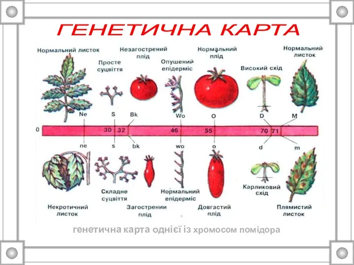 ГЕНЕТИЧНА КАРТА генетична карта однієї із хромосом помідора