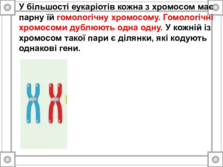 У більшості еукаріотів кожна з хромосом має парну їй гомологічну хромосому.
