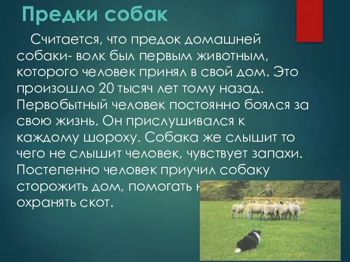 Предки собак Считается, что предок домашней собаки- волк был первым животным,