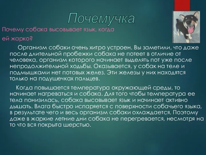 Почему собака высовывает язык, когда ей жарко? Организм собаки очень хитро