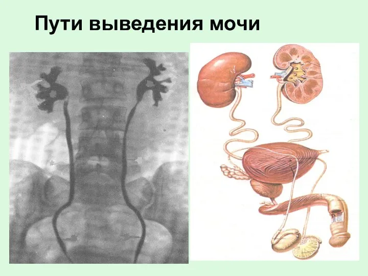 Пути выведения мочи