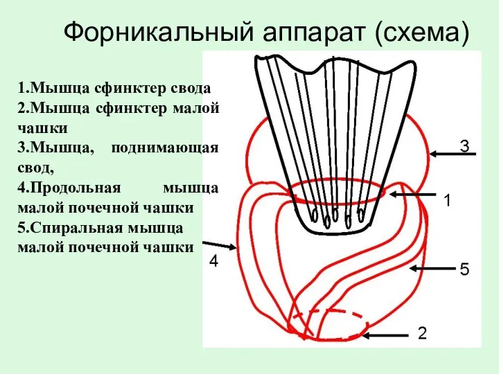 Форникальный аппарат (схема) 1.Мышца сфинктер свода 2.Мышца сфинктер малой чашки 3.Мышца,