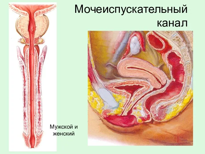 Мочеиспускательный канал Мужской и женский