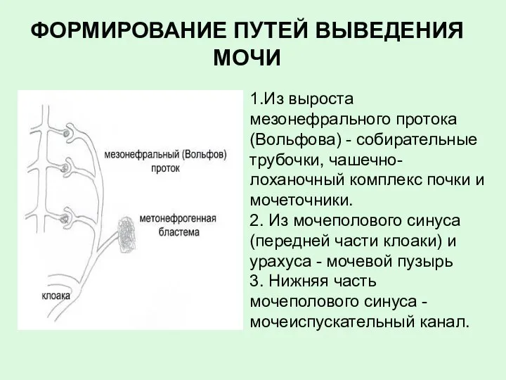 ФОРМИРОВАНИЕ ПУТЕЙ ВЫВЕДЕНИЯ МОЧИ 1.Из выроста мезонефрального протока (Вольфова) - собирательные