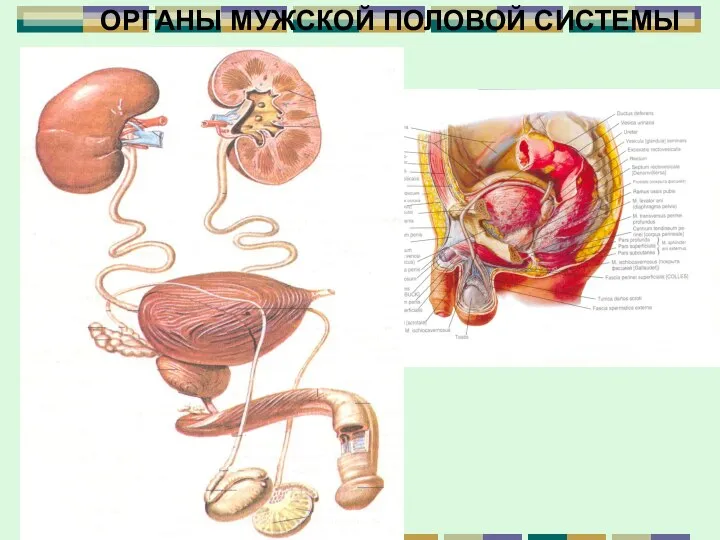 ОРГАНЫ МУЖСКОЙ ПОЛОВОЙ СИСТЕМЫ