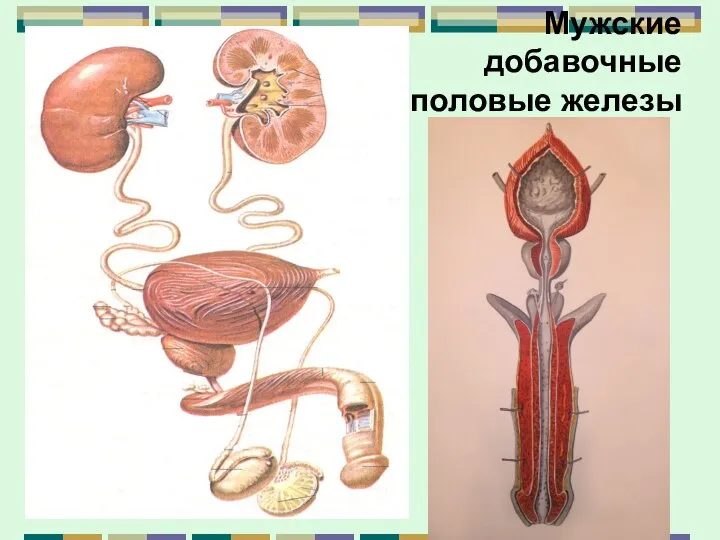 Мужские добавочные половые железы