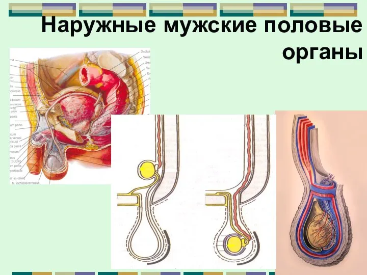 Наружные мужские половые органы