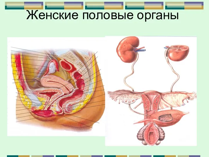 Женские половые органы