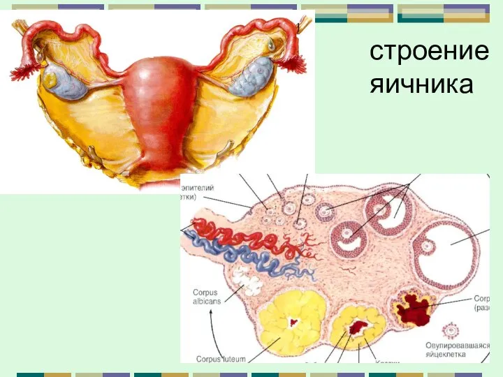 строение яичника