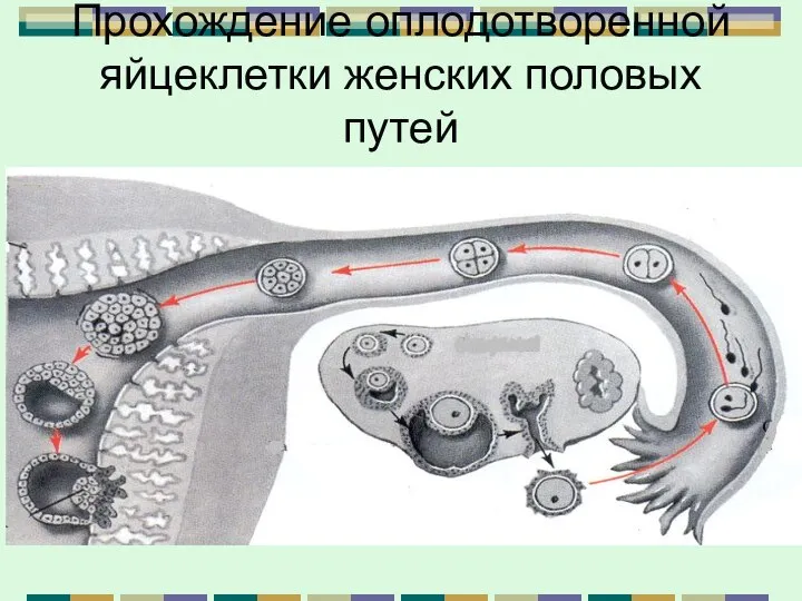 Прохождение оплодотворенной яйцеклетки женских половых путей