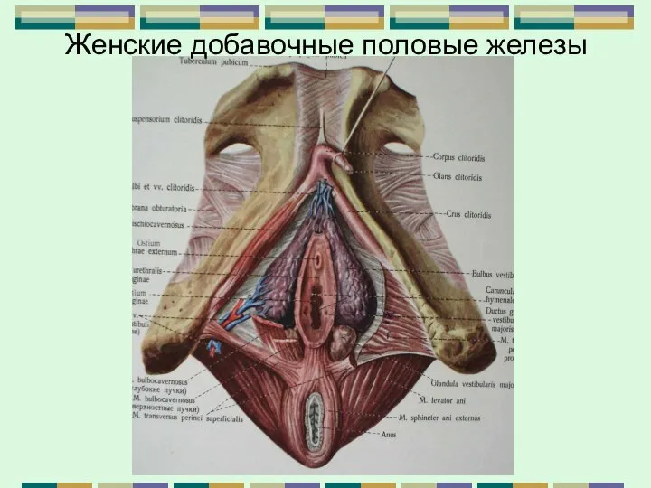 Женские добавочные половые железы