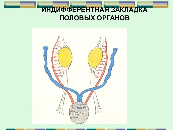 ИНДИФФЕРЕНТНАЯ ЗАКЛАДКА ПОЛОВЫХ ОРГАНОВ