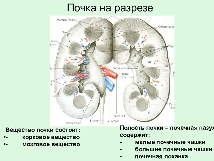 Полость почки – почечная пазуха, содержит: - малые почечные чашки -