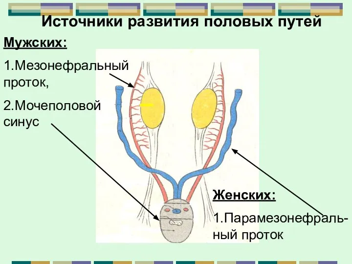 Источники развития половых путей Мужских: 1.Мезонефральный проток, 2.Мочеполовой синус Женских: 1.Парамезонефраль-ный проток