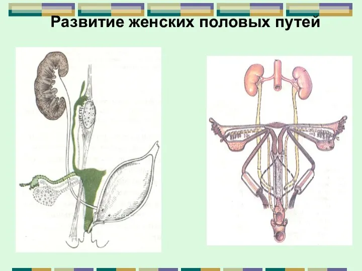 Развитие женских половых путей