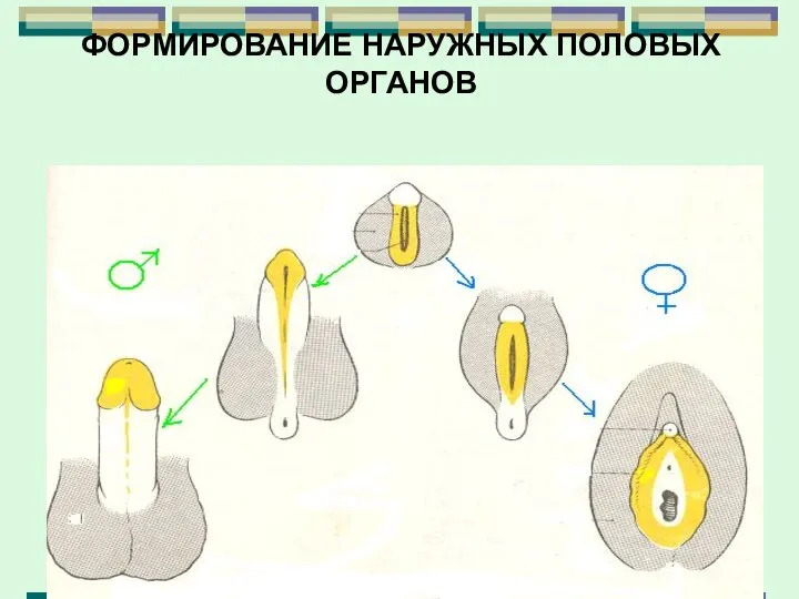 ФОРМИРОВАНИЕ НАРУЖНЫХ ПОЛОВЫХ ОРГАНОВ