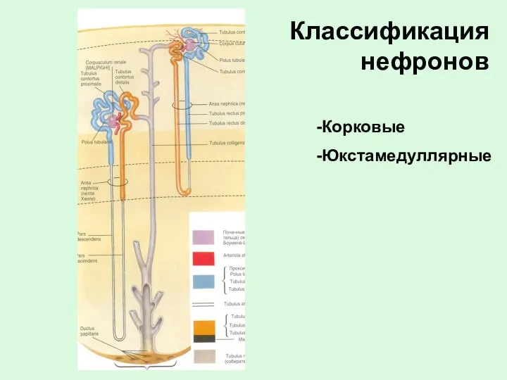 Классификация нефронов Корковые Юкстамедуллярные