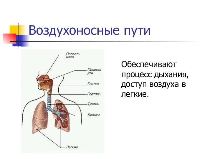 Воздухоносные пути Обеспечивают процесс дыхания, доступ воздуха в легкие.