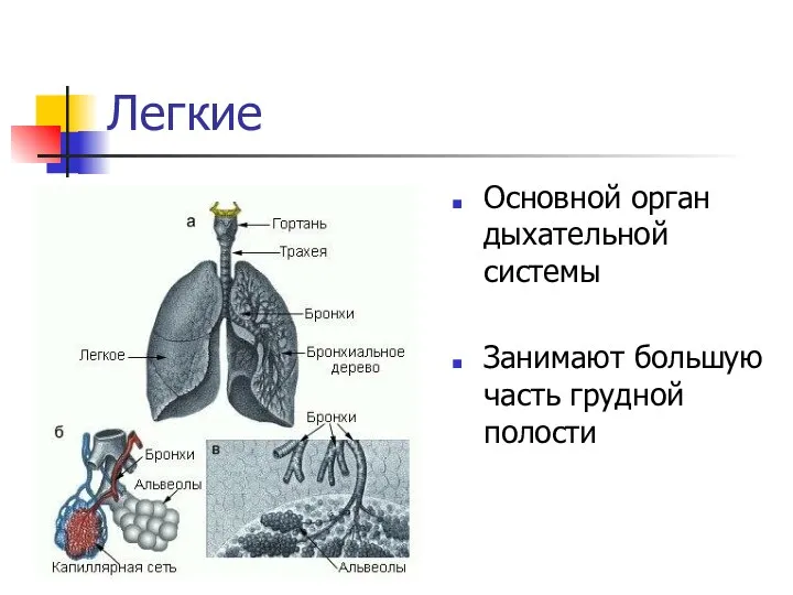 Легкие Основной орган дыхательной системы Занимают большую часть грудной полости