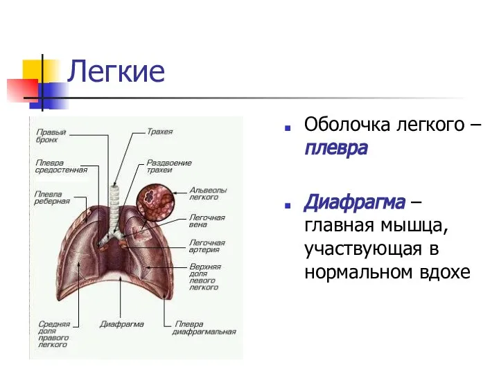 Легкие Оболочка легкого – плевра Диафрагма – главная мышца, участвующая в нормальном вдохе