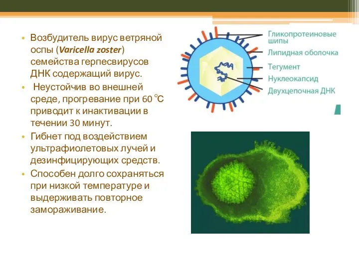 Возбудитель вирус ветряной оспы (Varicella zoster) семейства герпесвирусов ДНК содержащий вирус.