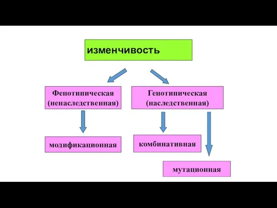изменчивость Фенотипическая (ненаследственная) Генотипическая (наследственная) комбинативная мутационная модификационная