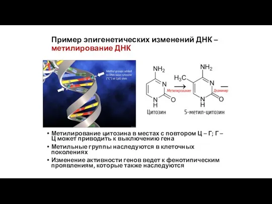 Пример эпигенетических изменений ДНК – метилирование ДНК Метилирование цитозина в местах