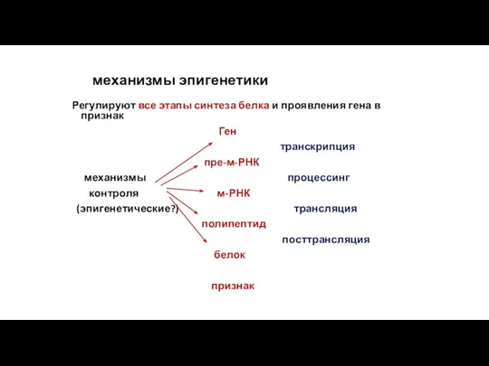 механизмы эпигенетики Регулируют все этапы синтеза белка и проявления гена в