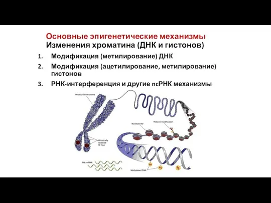 Основные эпигенетические механизмы Изменения хроматина (ДНК и гистонов) Модификация (метилирование) ДНК