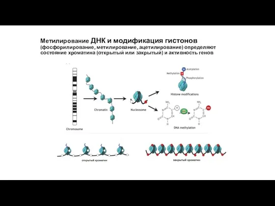 Метилирование ДНК и модификация гистонов (фосфорилирование, метилирование, ацетилирование) определяют состояние хроматина