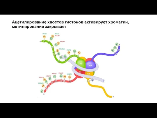 Ацетилирование хвостов гистонов активирует хроматин, метилирование закрывает