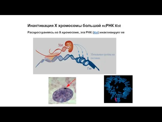 Инактивация Х хромосомы большой ncРНК Xist Распространяясь по Х-хромосоме, эта РНК (Xist) инактивирует ее