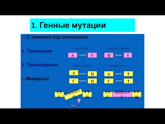 1. Генные мутации  С заменой пар оснований: 1. Транзиции 2.