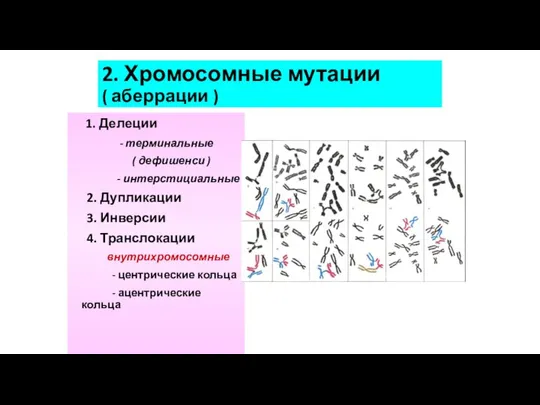 2. Хромосомные мутации ( аберрации ) 1. Делеции - терминальные (